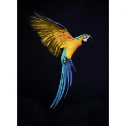 Tableau verre acrylique Vol De Perroquet 90 x 130 cm - Décoration murale photo pour la maison