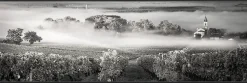 Toile imprimée Vignes montée sur châssis bois en pin 45x130 cm
